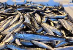 Karadeniz'de hamsi bolluğu; fiyatı yarıya düştü