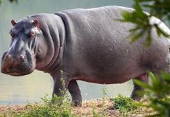 Su Aygırı Ne Yer, Nasıl Beslenir? Su Aygırlarının En Sevdiği Besinler Nelerdir?