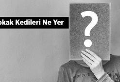 Sokak Kedileri Ne Yer, Nasıl Beslenir? Sokak Kedilerinin En Sevdiği Besinler Nelerdir?