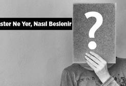 Hamster Ne Yer, Nasıl Beslenir? Hamsterların En Sevdiği Besinler Nelerdir?