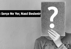 Yavru Serçe Ne Yer, Nasıl Beslenir? Yavru Serçelerin En Sevdiği Besinler Nelerdir?