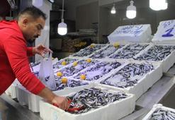 Sinop'ta hamsinin kilosu 10 liraya düştü