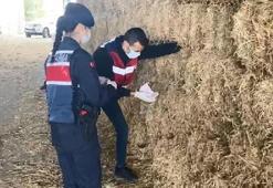 Saman balyalarının arasından deste deste para çıktı