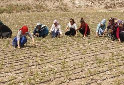 Gaziantep'te Şahinbey Belediyesi'nden çiftçilere 250 milyon liralık destek