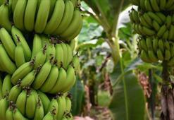 Muz üreticileri, 'dal ve raf' arasındaki fiyat farkından şikayetçi