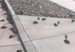 Gökten yağan yüzlerce kuş UFO saldırısı paniği yarattı