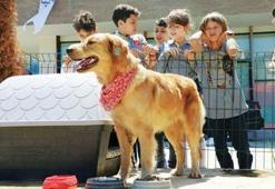 Her okula bir sokak köpeği kampanyası tüm ülkeye yayılsın
