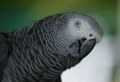 İnsan olmamasına rağmen mahkemede tanıklığı kabul edilen 10 varlık