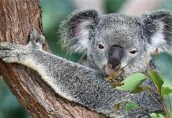 Avustralya, koalaları korumak için ne yapacak?