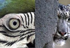 Dünyada ticareti en çok yapılan 10 hayvan