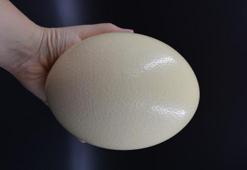 Deve Kuşu Yumurtası Fiyatı Nedir? Faydaları Nelerdir?