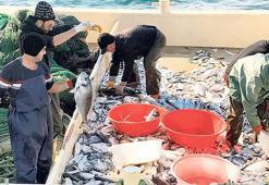 Kılıçtan sonra çipura sürprizi