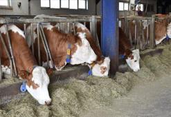 Hayvancılık desteği verilecek düvelerin yaş sınırı artırıldı