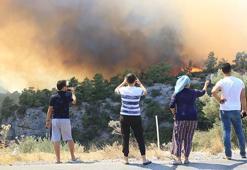 Çam balı üretiminin yüzde 95'i Türkiye'de! Eşi benzeri yok, acil yardım şart