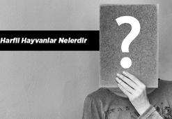 4 Harfli Hayvanlar Nelerdir? Kısaca 4 Harfli Hayvan İsimleri