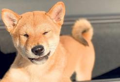 Shiba İnu’lara ilgi arttı