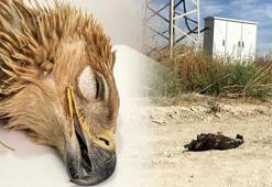 Konya ve Ankara'daki yırtıcı kuş ölümleriyle ilgili flaş uyarı! Hepimizi etkileyecek