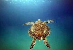 Deniz kaplumbağaları için plastik tehdidi