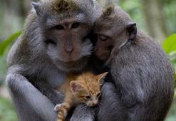 La Fontaine Masalları: Maymun ile kedi