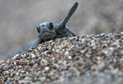 Uzman isim açıkladı! Sıcaklık 1 derece artarsa dünyaya dişi gelecekler