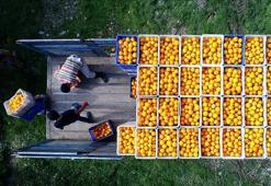 Doğu Akdeniz Türkiye'nin turunçgil ihracatına önemli katkı sunuyor