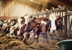 Mavi dil hastalığı nedir, belirtileri nelerdir? Mavi dil hastalığı bulaşıcı mı, nasıl geçer, tedavisi var mı?