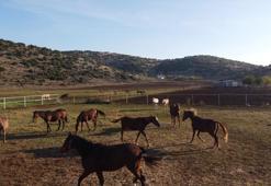 Servet değerindeki atlar, Türkiye’nin dört bir yanından ilgi görüyor