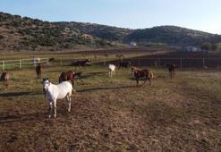 Servet değerindeki atlar, Türkiye’nin dört bir yanından ilgi görüyor