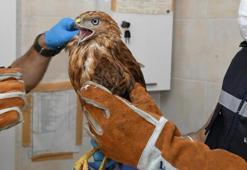 İzmir’de parkta bulunan kızıl şahin koruma altında