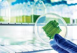 Süper yosun iş başında