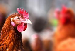 3 bin yıllık şaşırtan gerçek! Türkler tavuk yemedi, kebabı ise...
