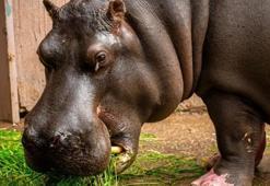 Dünyada bir ilk: Hayvanat bahçesindeki iki su aygırı Covid'e yakalandı
