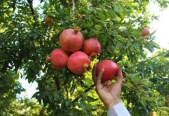 Zivzik narından ülke ekonomisine 40 milyon lira gelir bekleniyor