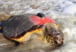 Uydu takip cihazlı 2 caretta caretta denize uğurlandı