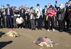 Uydu takip cihazlı 2 caretta caretta denize uğurlandı