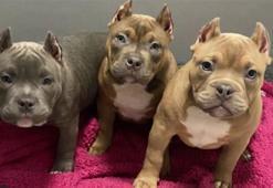 Sosyal medya trendi yüzünden köpeklerin kulakları kesiliyor