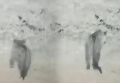 Nesli tükenme tehlikesi altındaki leopar Iğdır'da görüldü