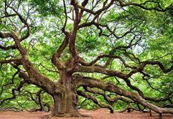 La Fontaine masalı okuyalım: Saz ile meşe