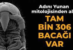 Tam bin 306 bacağı var! Adını Yunan mitolojisinden aldı