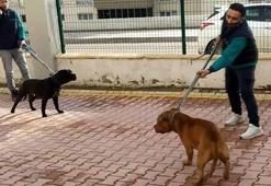 Site bahçesinde pitbul dehşeti