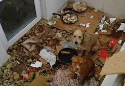 Balkonda kötü koşullarda tutulan 2 köpeğe el konuldu