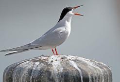 Kıkırdayan kıkırdağı kırılmış tekerlemesi oku