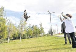 Yaban dostları özgürlüğe uçtu