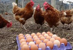 Fiyat farkı daraldı, köy yumurtasına talep arttı