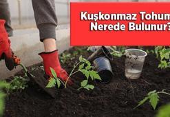 Kuşkonmaz Tohumu Nerede Bulunur? Ne Zaman Ve Nasıl Ekilir?