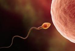 Covid-19 sonrası sperm kalitesi azalıyor!