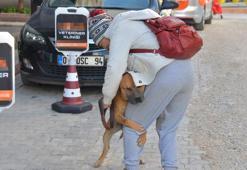 Kaderine terk edilen yasaklı ırk köpekler için nöbetteler