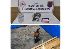 Elazığ'da horoz dövüştüren 17 kişiye para cezası