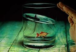 Beş balığın öyküsü