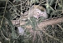 ABD'de laboratuvara götürülürken kaçan maymunlar öldürüldü